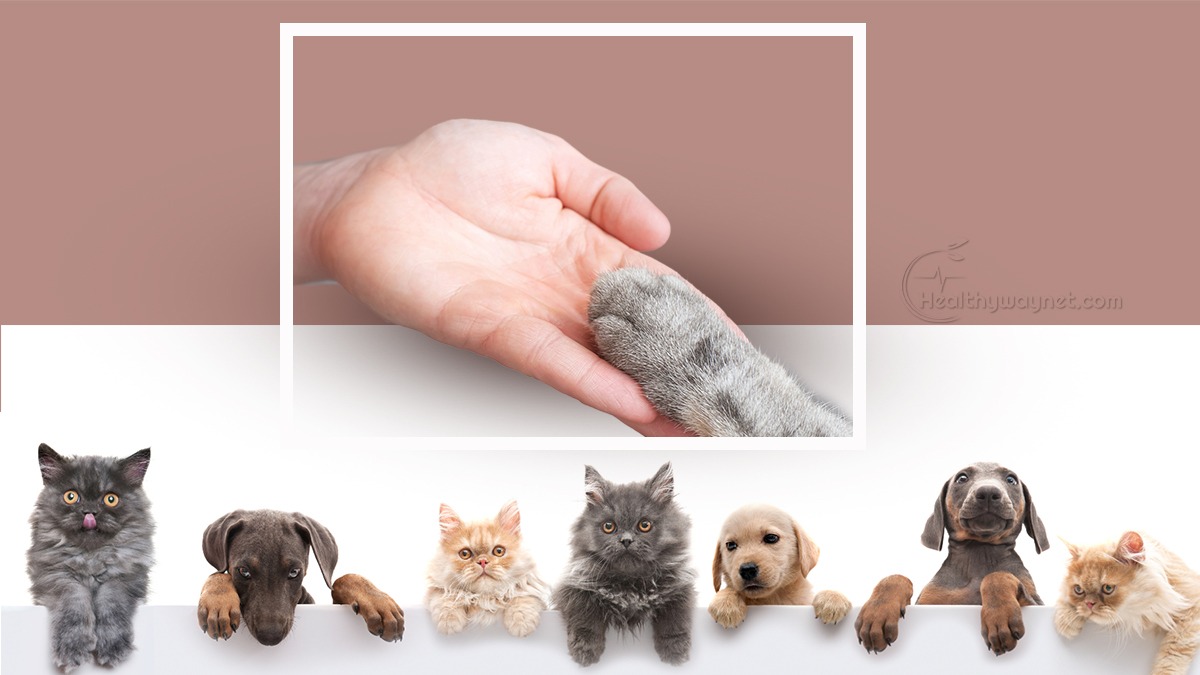 Attention Animals: The Value of Loving and Caring for Our Furry Buddies